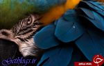 تصویری متفاوت از پرنده ماکائو